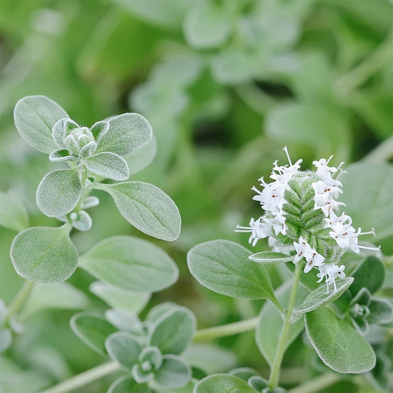 Price: €1.8 - Semi di Maggiorana perenni (Origanum majorana) - 