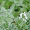 Price: €1.8 - Semi di Maggiorana perenni (Origanum majorana) - 