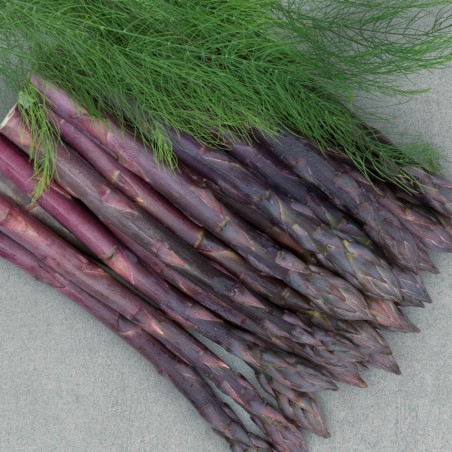 Price: €1.85 - Semi di Asparagus ARGENTEUIL -