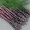 Price: €1.85 - Semi di Asparagus ARGENTEUIL - 