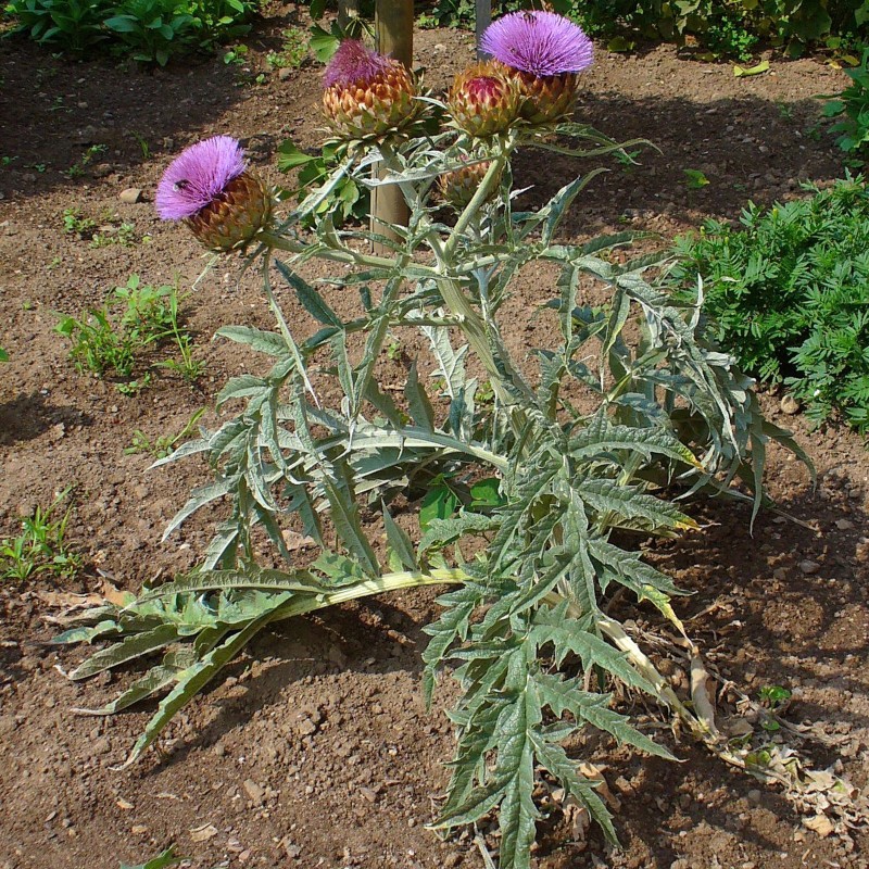 Price: €1.65 - Cardoon artichoke seeds Gigante di romagna (Cynara cardunculus) - 