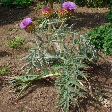 Price: €1.65 - Cardoon artichoke seeds Gigante di romagna (Cynara cardunculus) -