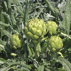 Sementes de Cardo Gigante...