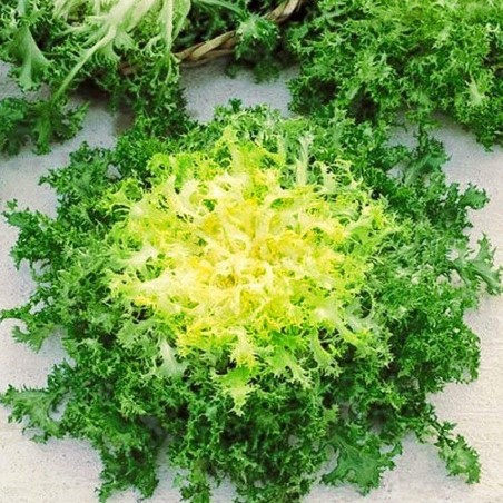 Semi di Indivia GIALLA A COUORE PIENO (Cichorium endivia)