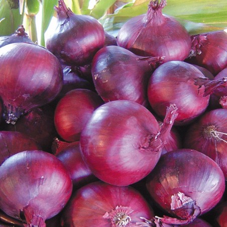 Price: €1.95 - Red Brunswick Onion Seeds -