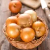 Dutch Yellow Onion Seeds