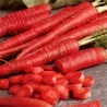 Sementes de Cenoura Vermelha - Atomic Red