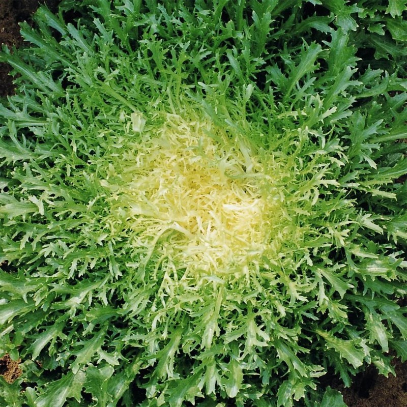 Price: €1.65 - Σπόροι Αντίδι (Cichorium endivia) - 