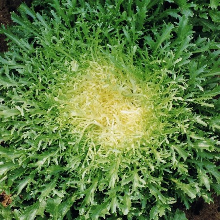 Price: €1.65 - Σπόροι Αντίδι (Cichorium endivia) -