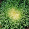 Price: €1.65 - Endivia ''De Ruffec'' Salatsamen (Cichorium endivia) - 