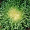 Σπόροι Αντίδι (Cichorium endivia)