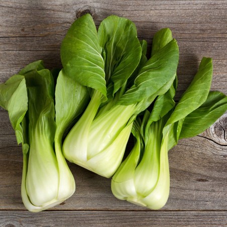 Price: €1.65 - Pak Choi Seme (kineski kupus) -