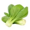 Paksoi of pak-choi zaden