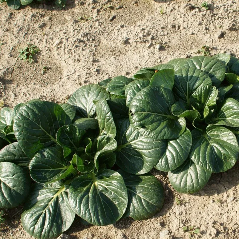 Pak Choi Seme (kineski kupus)