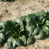 Price: €1.65 - Pak Choi, Pak Choy, Pok Choi Samen - 