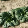 Pak Choi Seme (kineski kupus)