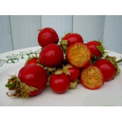 Semillas de Tomate Litchi - Espina Colorada