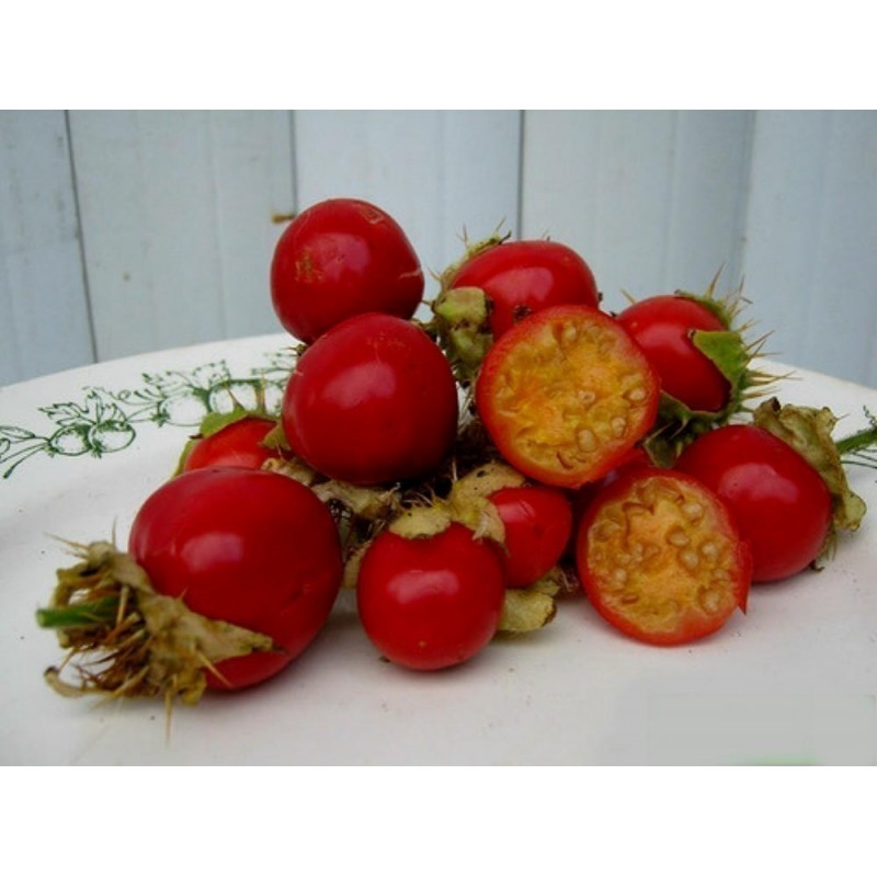 Price: €1.95 - Litchi Tomatensamen - Lulita (Solanum sisymbriifolium) - 
