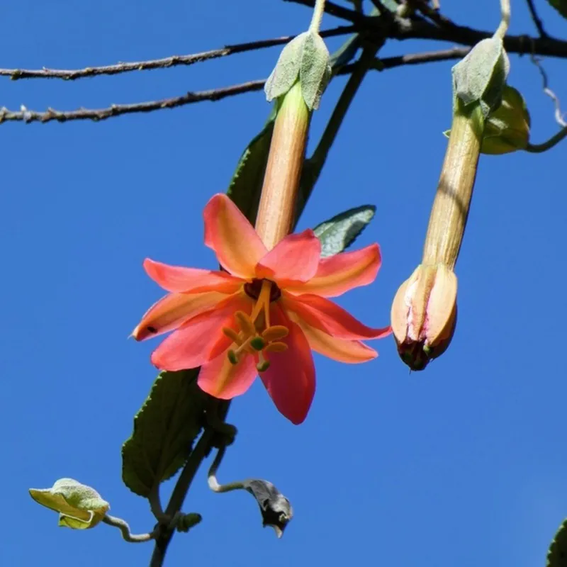 Passiflora adulterina Samen