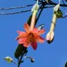 Semillas de pasiflora adulterina