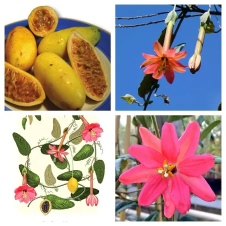 Passiflora adulterina Samen