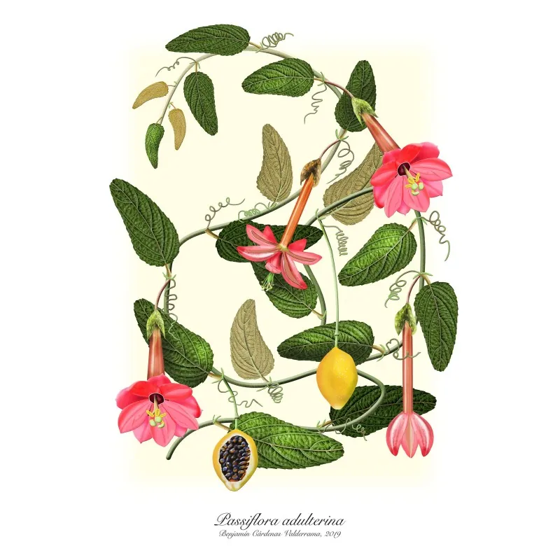 Semințe de Passiflora adulterina