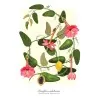 Semințe de Passiflora adulterina