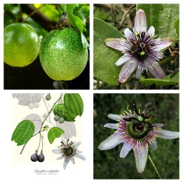 Nasiona Passiflora alnifolia - 3.195