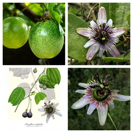 Passiflora alnifolia - Семена