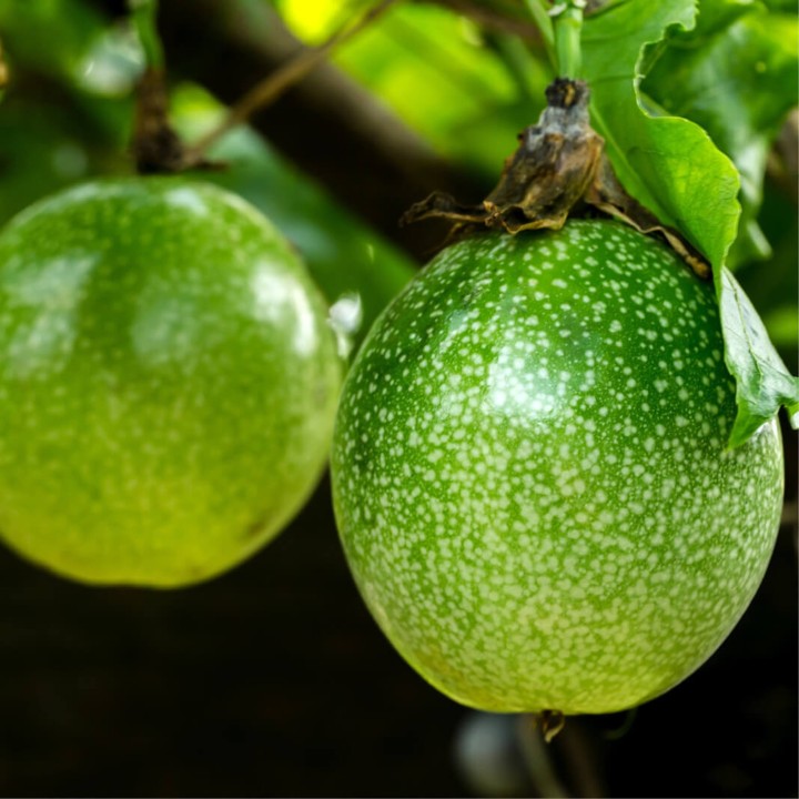 Nasiona Passiflora alnifolia - 3.195
