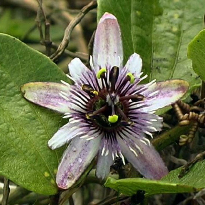 Nasiona Passiflora alnifolia - 3.195
