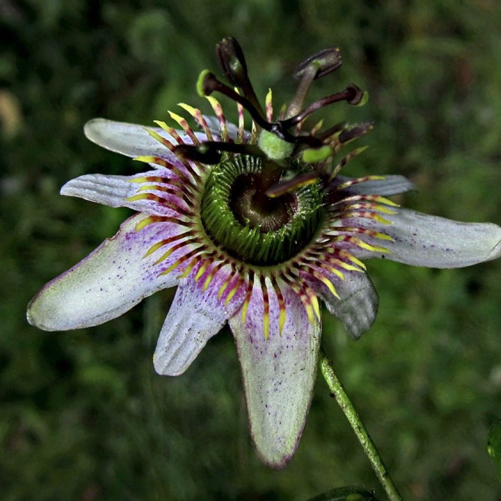 Nasiona Passiflora alnifolia - 3.195