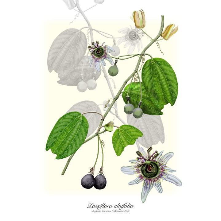 Nasiona Passiflora alnifolia - 3.195