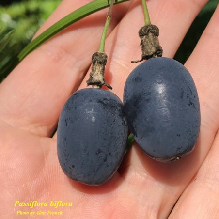 Passiflora biflora Samen