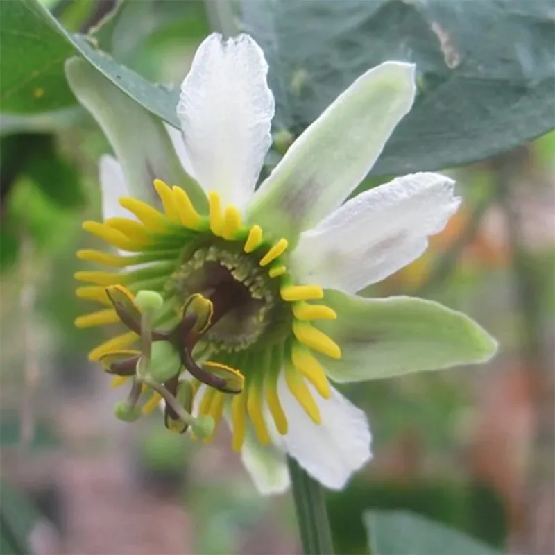 Passiflora biflora frön