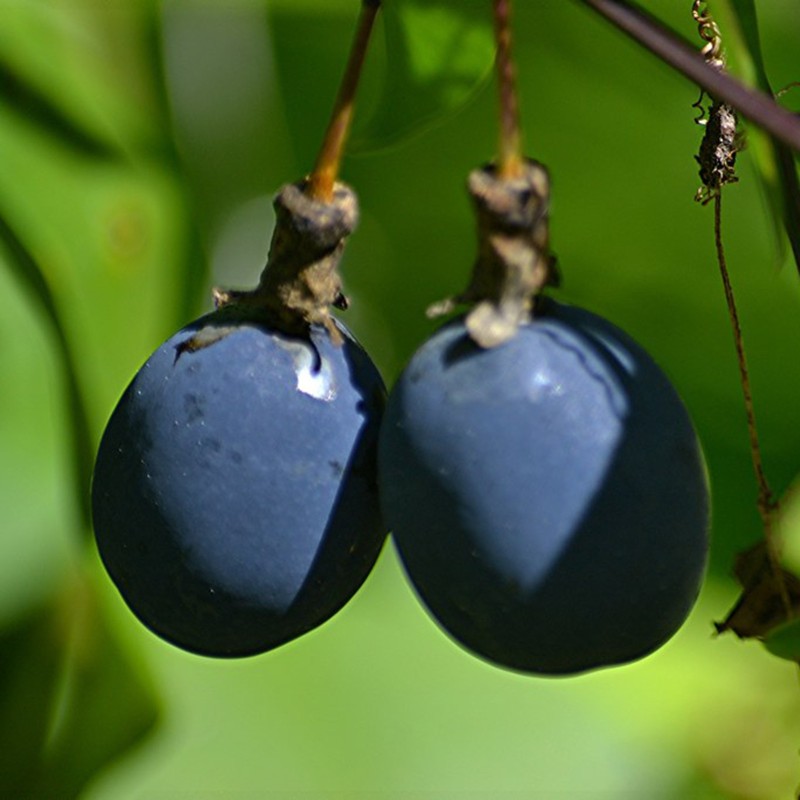 Passiflora biflora Samen