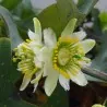 Passiflora biflora Magok