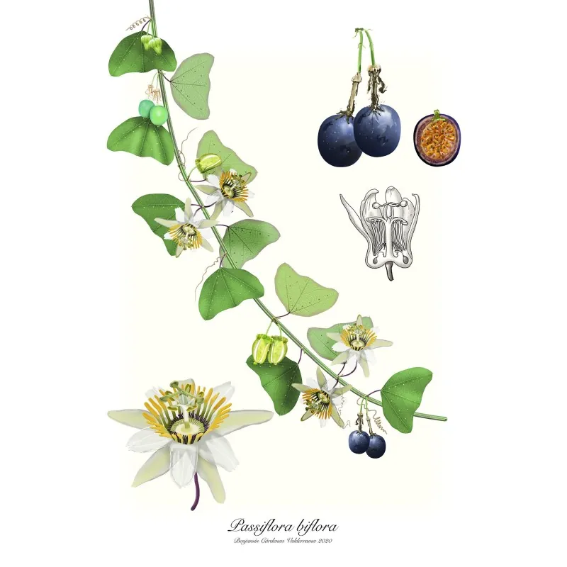 Passiflora biflora frön