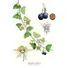 Passiflora biflora frön