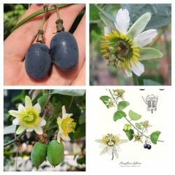 Price: €4.55 - بذور Passiflora biflora - 