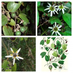 Price: €5.55 - Σπόροι Passiflora bogotensis - 