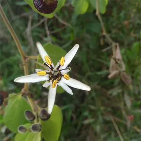 Passiflora bogotensis Zaden