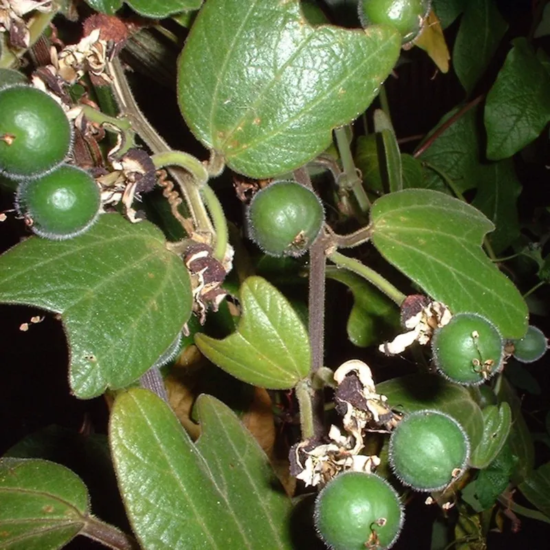 Passiflora bogotensis Zaden