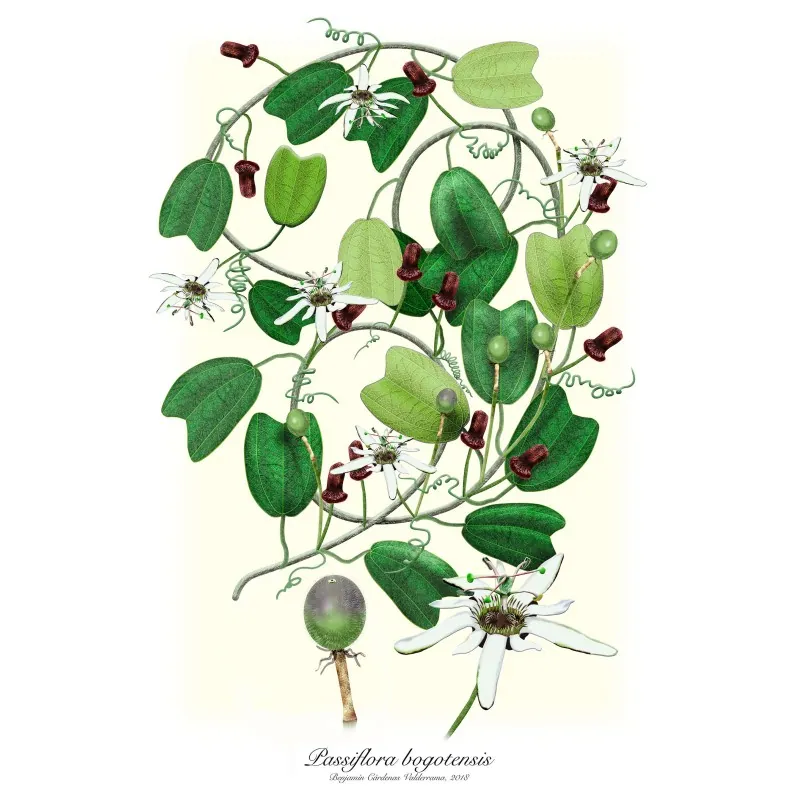 Passiflora bogotensis Zaden