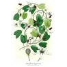 Passiflora bogotensis Zaden