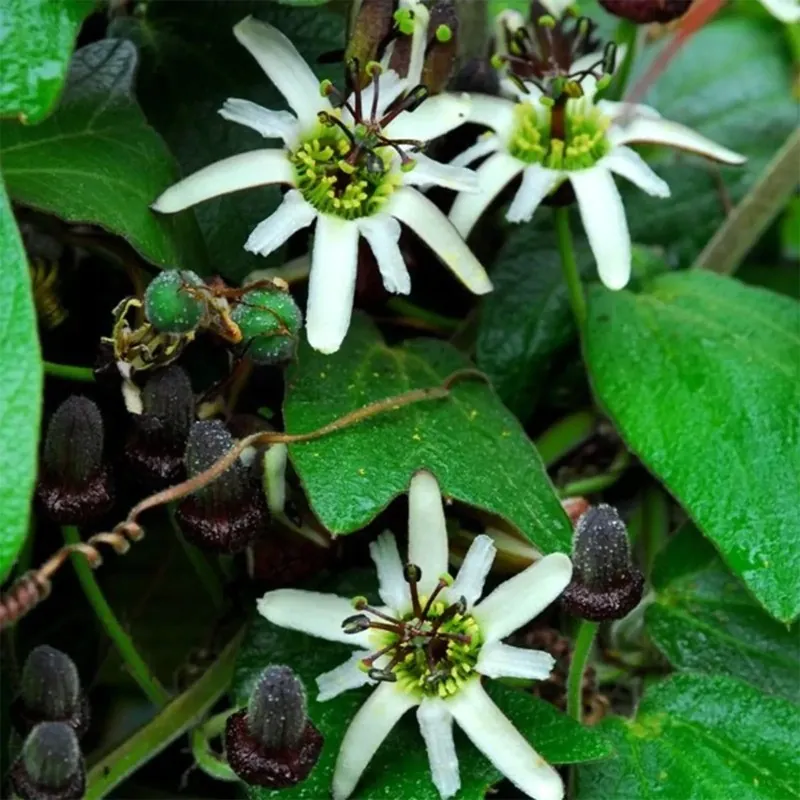 Passiflora bogotensis Zaden