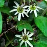 Passiflora bogotensis Zaden