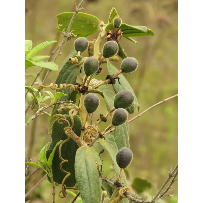 Passiflora bogotensis Zaden