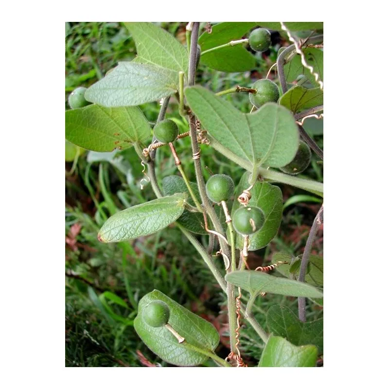Passiflora bogotensis Zaden