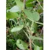 Passiflora bogotensis Zaden